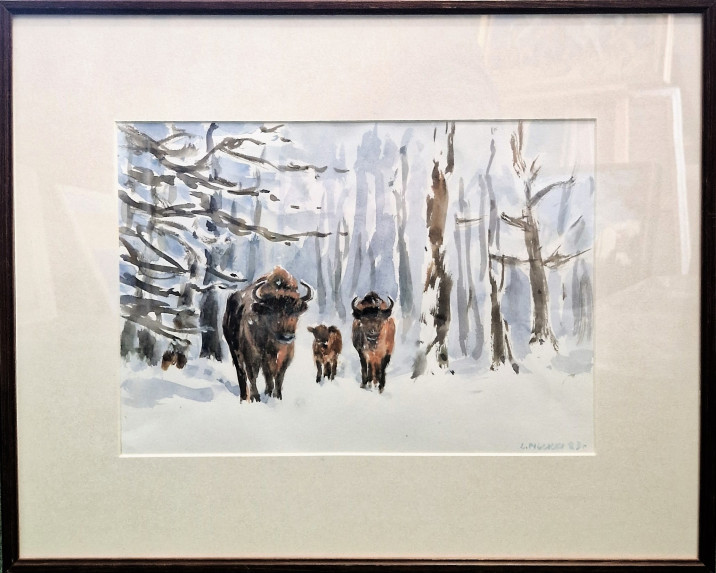 Pilcicki Lesław, Białowieża, akwarela 25 x 35. 2023