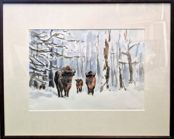 Pilcicki Lesław, Białowieża, akwarela 25 x 35. 2023